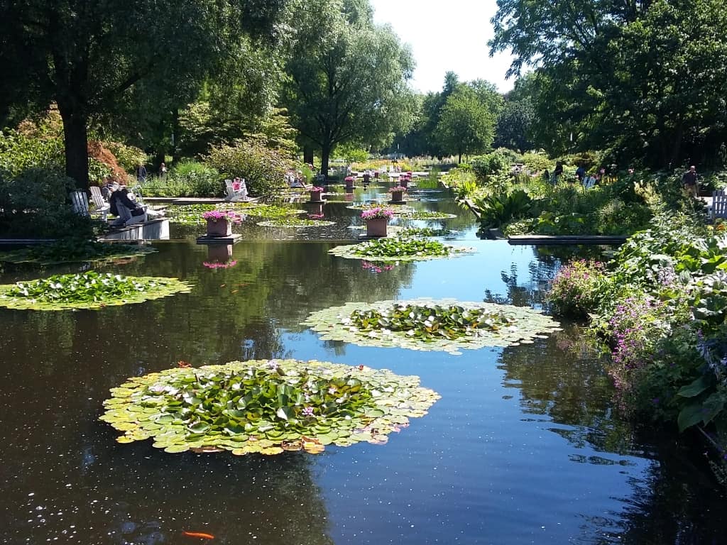 Planten un Blomen Teich mit Seerosen