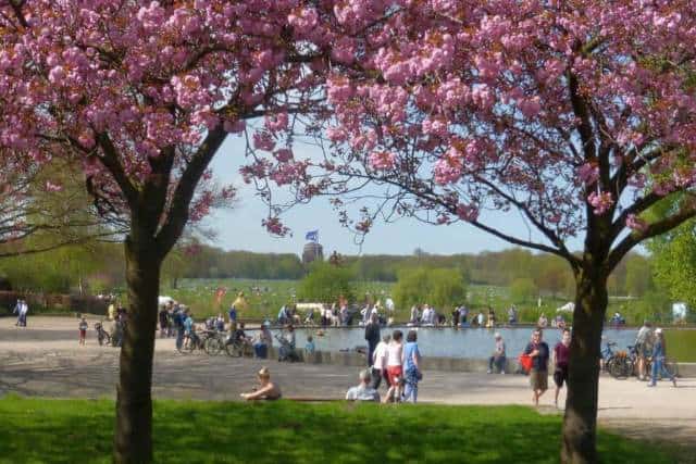 Stadtpark-Startseite-kachel-640 Stadtpark - Kirschblüten