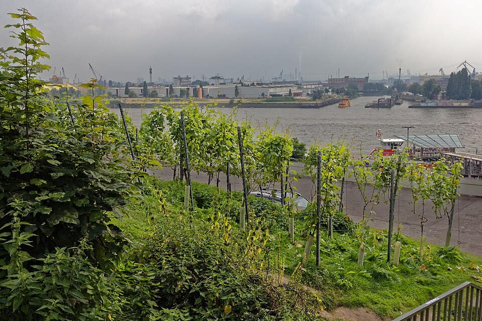 Hamburg hat einen Weinberg? 🍇